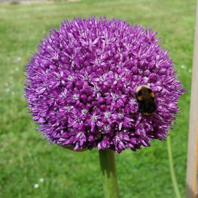 Allium 'Globemaster' (5L pot)