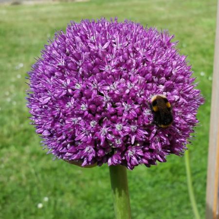 'Allium Globemaster' - Image by Peter Walker from Pixabay 