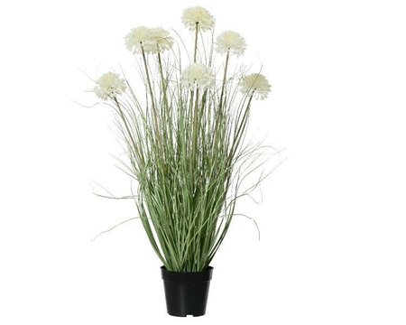 Allium in pot