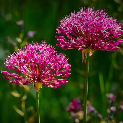Allium 'Magic' - Image by ? Mabel Amber, who will one day from Pixabay 