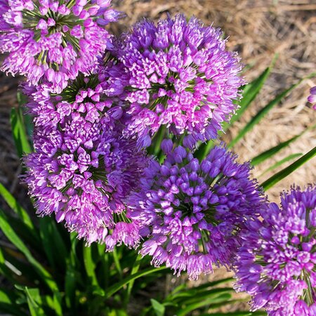 Allium 'Millenium' (3L pot)