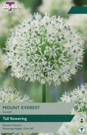 Allium 'Mount Everest' (1 bulb)