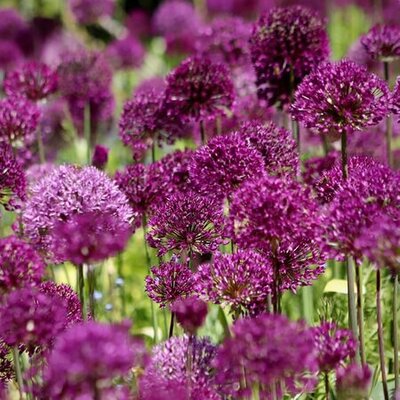 Allium 'Ostara' (2L pot)