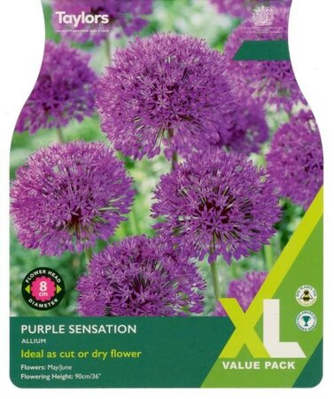 Allium Purple Sensation XL - Image courtesy of Taylor's Bulbs