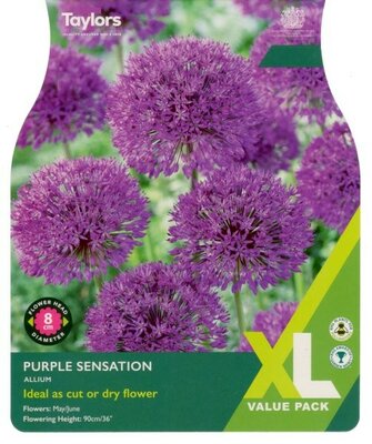 Allium Purple Sensation XL - Image courtesy of Taylor's Bulbs