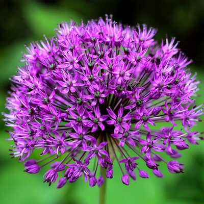 Allium 'Purple Sensation' (3L pot)