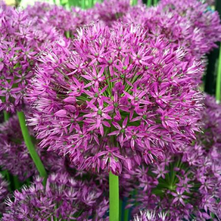 Allium Purple Sensation Bulk Value