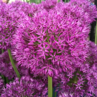 Allium Purple Sensation - Image courtesy of Taylor's Bulbs