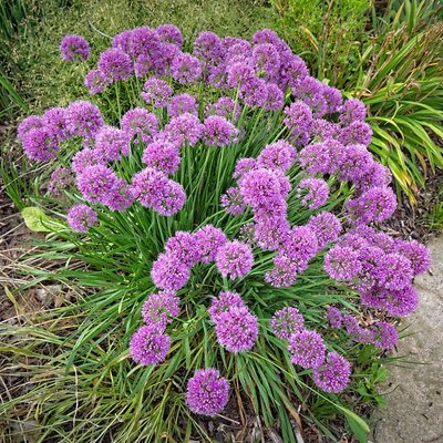 Allium 'Serendipity' - 