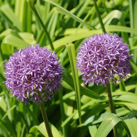 Allium 'Summer Beauty' - Photo by alexandermenzen1 from PxHere