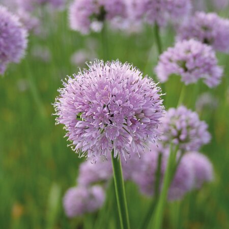 Allium 'Summer Beauty' ® - Image courtesy of Schram Plants