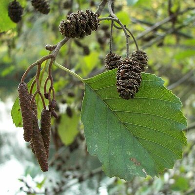 Alnus Glutinosa - Photo by Nikanos (CC BY-SA 2.5)