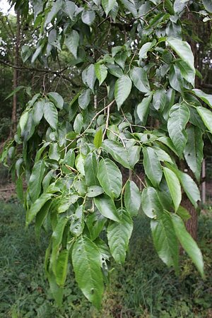 Alnus spaethii - Photo by Misolonax (CC BY_SA 4.0)