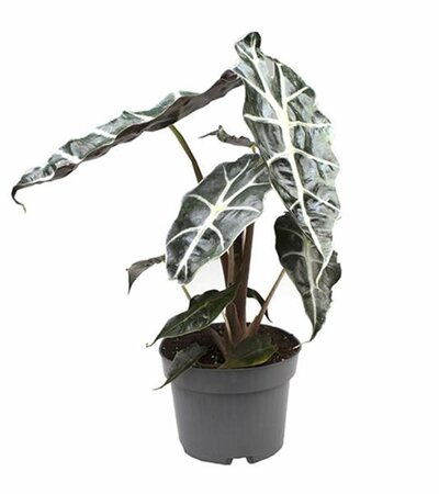 Alocasia 'Curly Bambino - Image courtesy of Pannebakker