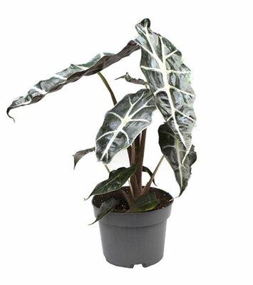 Alocasia 'Curly Bambino - Image courtesy of Pannebakker