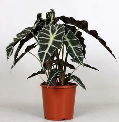 Alocasia 'Polly' - Image courtesy of Pannebakker