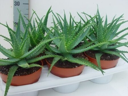 Aloe arborescens - Image courtesy of Pannebakker