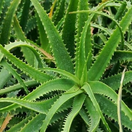 Aloe arborescens - Image courtesy of Pl@ntnet Identify (CC BY-SA 4.0)
