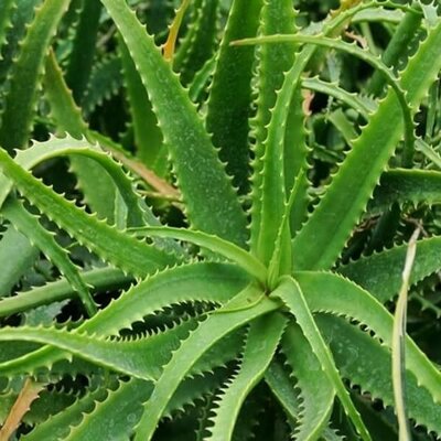 Aloe arborescens - Image courtesy of Pl@ntnet Identify (CC BY-SA 4.0)