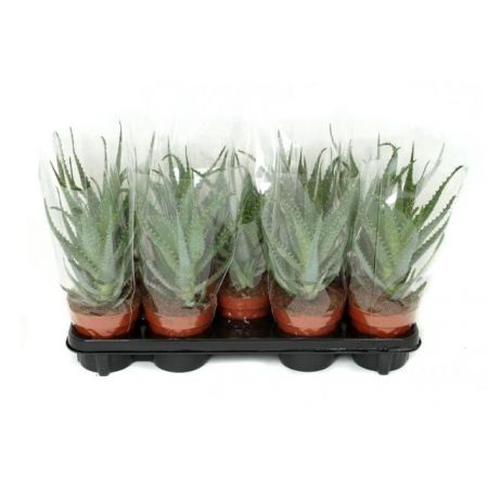 Aloe arborescens