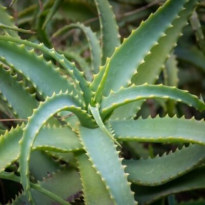 Aloe 'Arborescens' - Public Domain Image