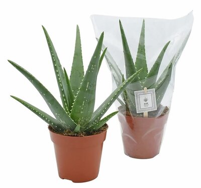 Aloe 'Medivera® Mistral' - Image courtesy of Pannebakker