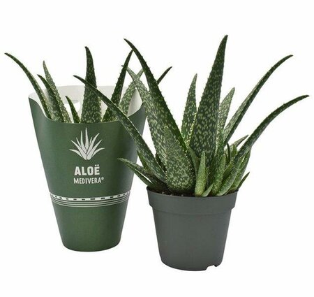 Aloe Medivera® Tropical - Image courtesy of pannebakker