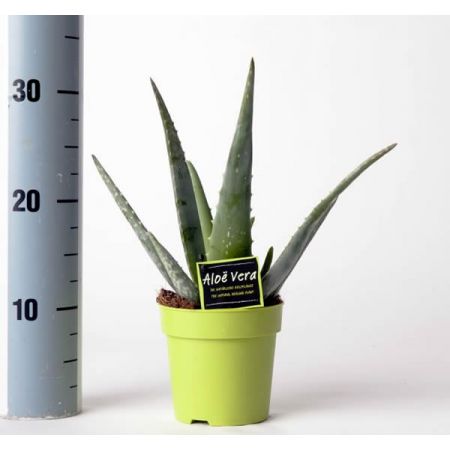 Aloe vera (12cm pot)