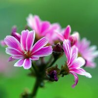 Alpine Plants