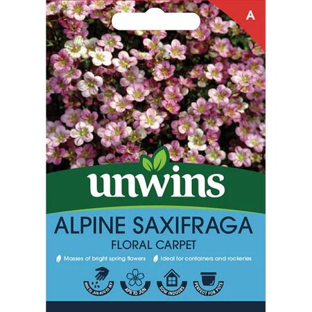 Alpine Saxifraga Floral Carpet (50) - image 1