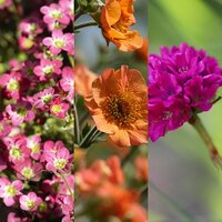 Alpines & Perennials 3 for €12