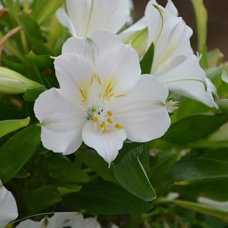 Alstroemeria 'Claire' - Image courtesy of wallpaper flare