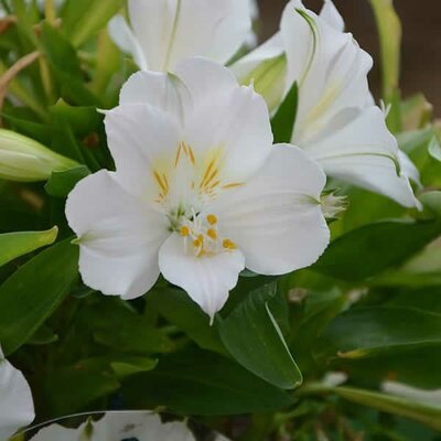 Alstroemeria 'Claire' - Image courtesy of wallpaper flare