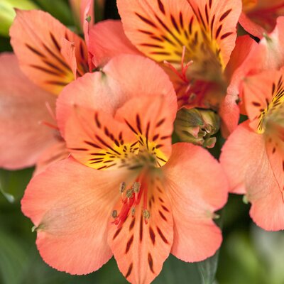Alstroemeria Colorita® 'Eliane Orange' - Image courtesy of Schram Plants Ltd.