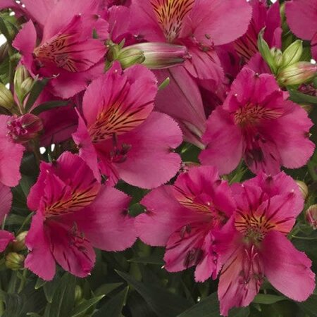 Alstroemeria Colorita® 'Ivana' - Public Image here under fair use
