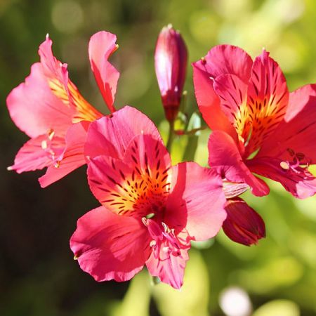 Alstroemeria 'Colorita Kate' - Image by Chesna from Pixabay  