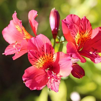 Alstroemeria 'Colorita Kate' - Image by Chesna from Pixabay  