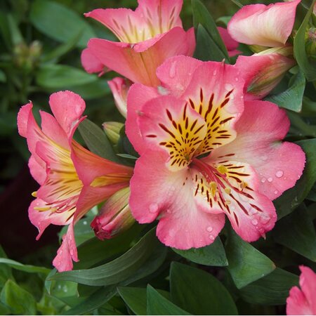 Alstroemeria 'Colorita Pink' - Image by Pat Morgan from Pixabay  