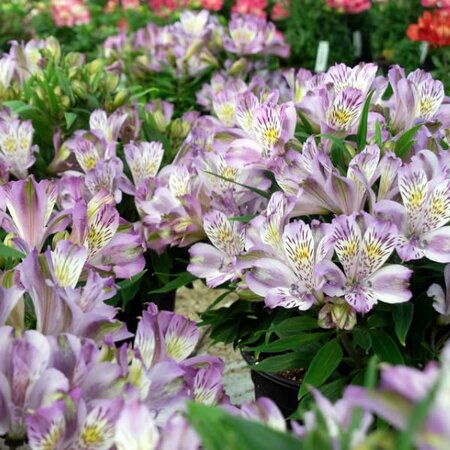 Alstroemeria 'Inca Ocean' - Public image under fair use