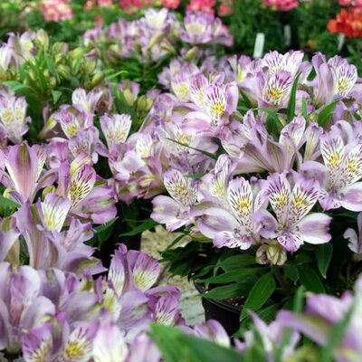 Alstroemeria 'Inca Ocean' - Public image under fair use
