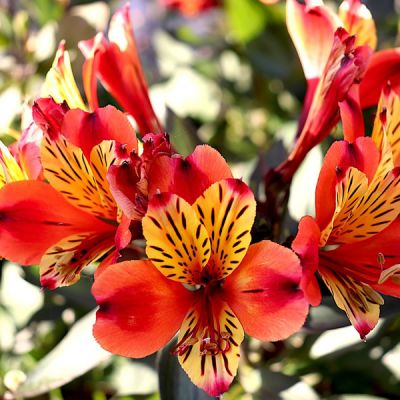 Alstroemeria Sp. Indian Summer - Image by Jacques GAIMARD from Pixabay 