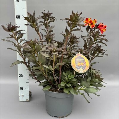 Alstroemeria Indian Summer (5L pot)