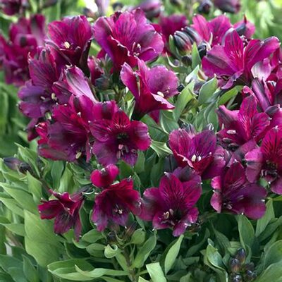 Alstroemeria Inticancha 'Dark Purple' - Image courtesy of stringfixer (CC0)
