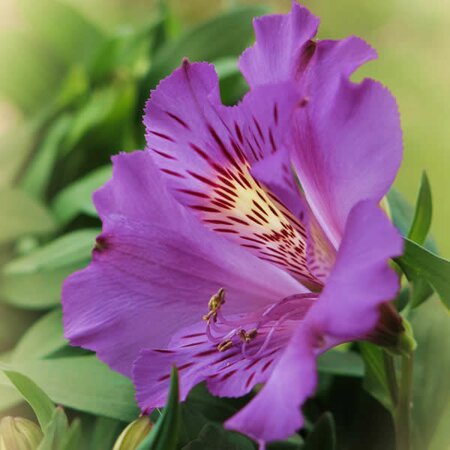 Alstroemeria Inticancha 'Indigo' - Image by Gernot from Pixabay 