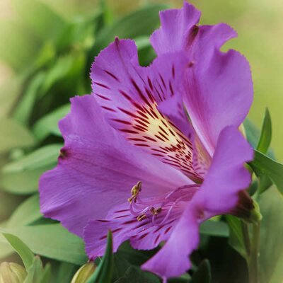 Alstroemeria Inticancha 'Indigo' - Image by Gernot from Pixabay 