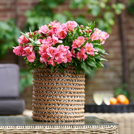 Alstroemeria Inticancha 'Malaga' - Image courtesy of HilverdaFlorist