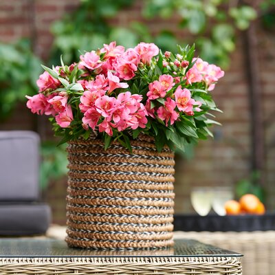 Alstroemeria Inticancha 'Malaga' - Image courtesy of HilverdaFlorist