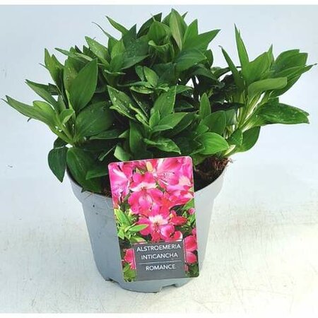 Alstroemeria Inticancha 'Romance' – Image courtesy of Ben Vista.