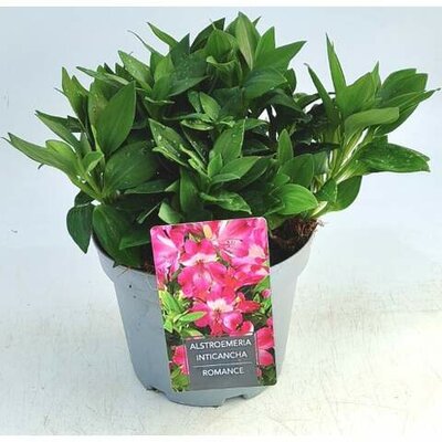 Alstroemeria Inticancha 'Romance' – Image courtesy of Ben Vista.