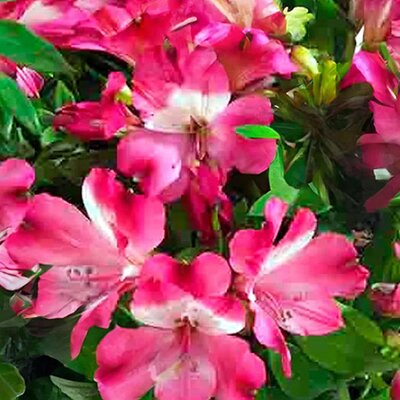 Alstroemeria Inticancha 'Romance' - Extract of public image here under fair use.